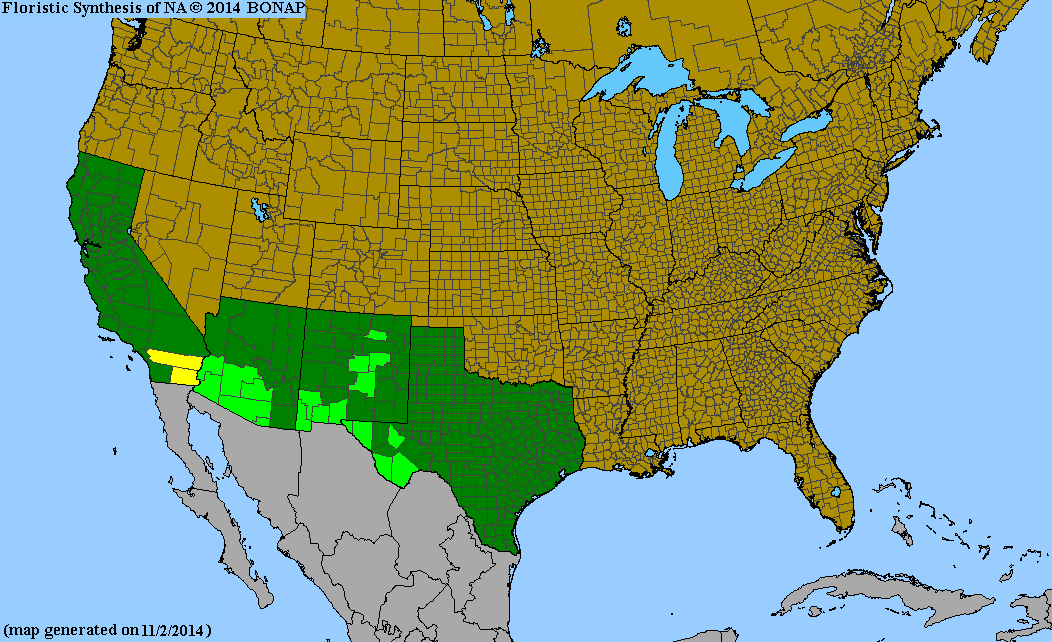 County distribution map of Teucrium cubense ssp. depressum - Small Coastal Germander